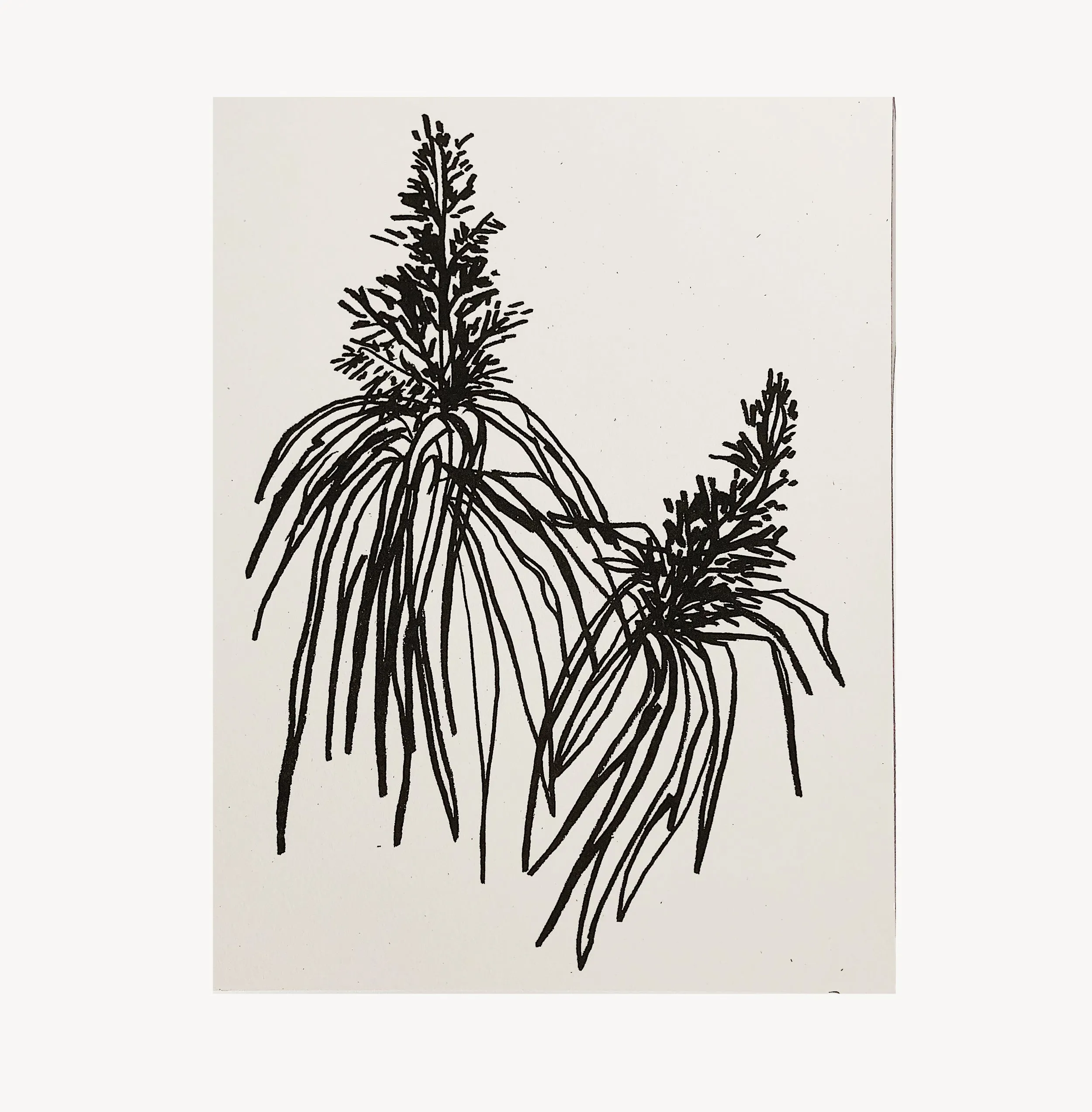 Botanical Art Print