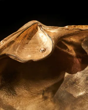 Large Golden Shell White Diamond