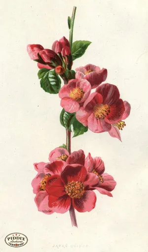 PDXC11583 -- Flower Watercolor Quince